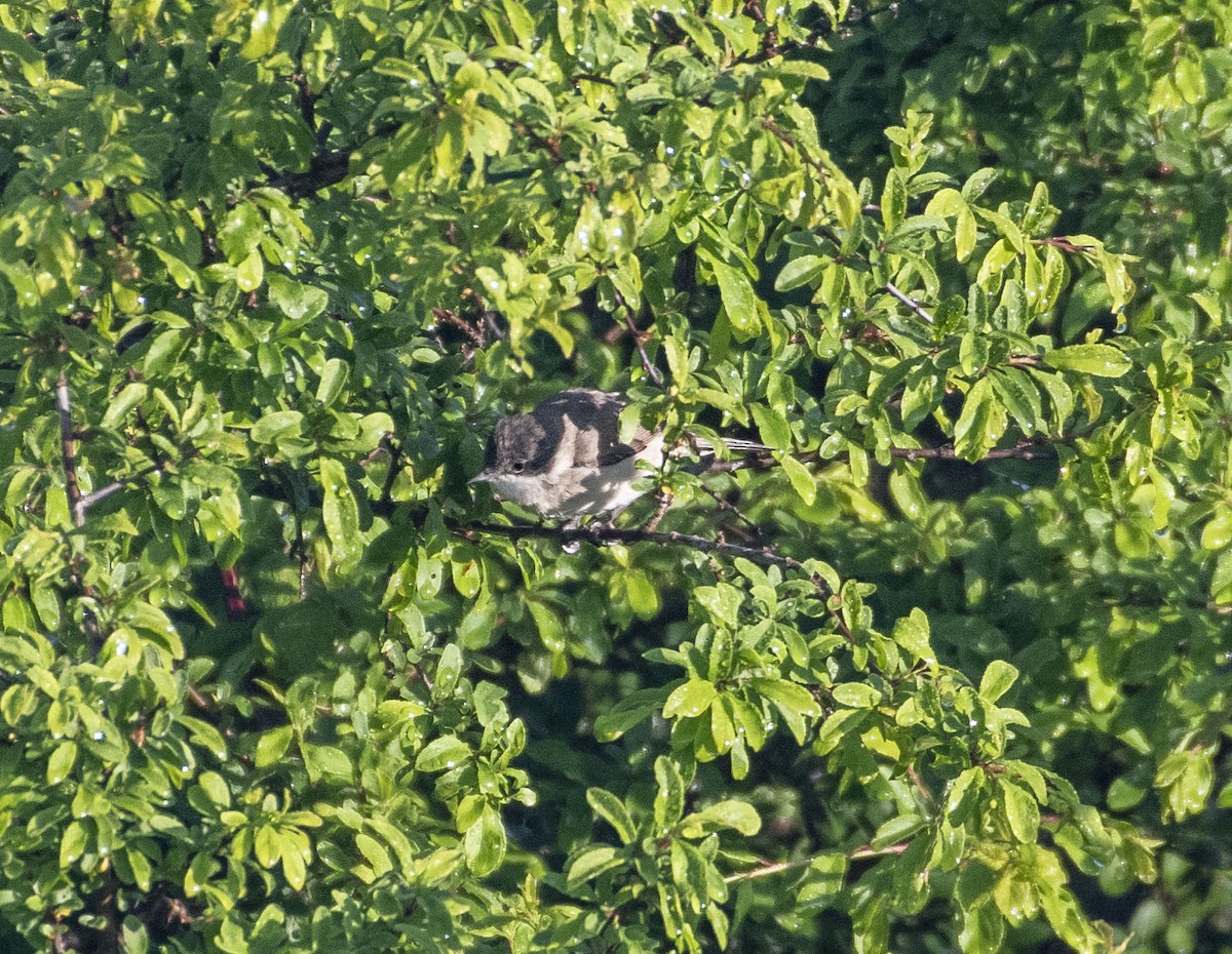 Lesser Whitethroat - ML444318781