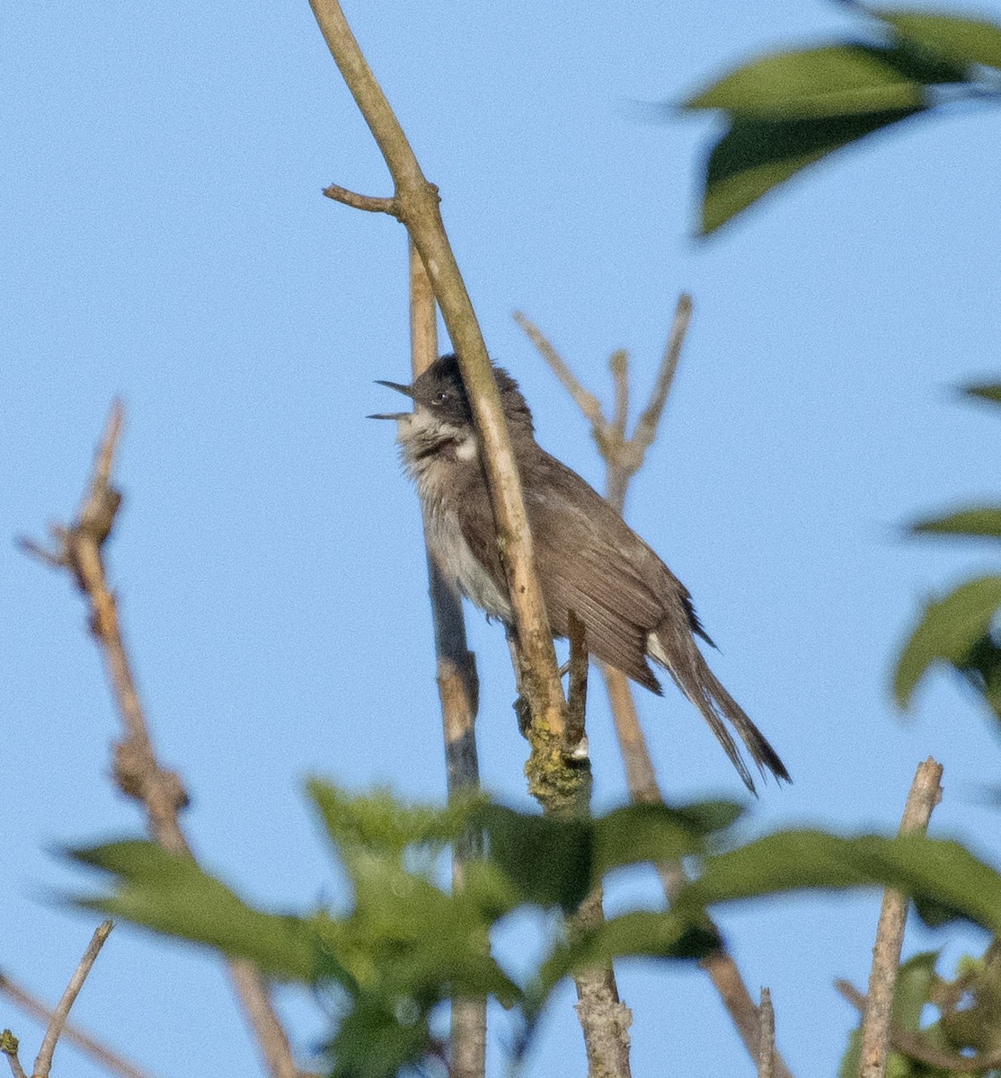 Lesser Whitethroat - ML444318791