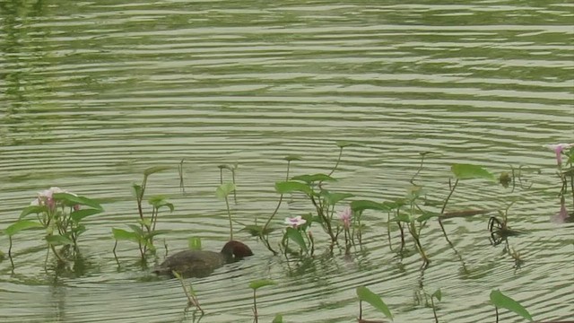 Little Grebe - ML444319561