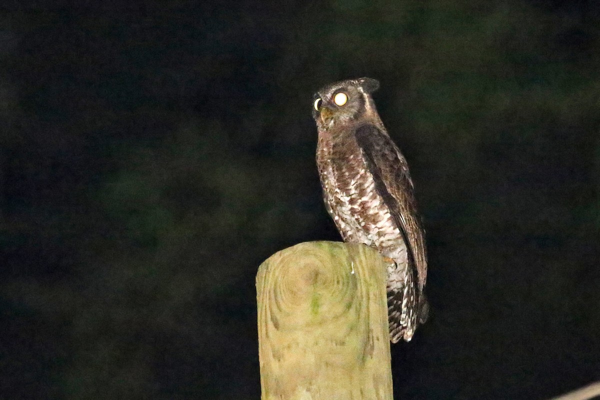 Akun Eagle-Owl - Charley Hesse TROPICAL BIRDING