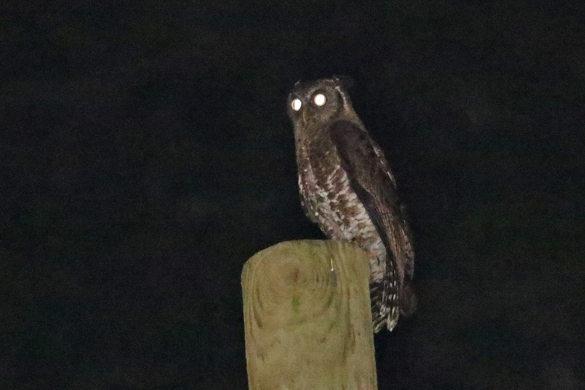 Akun Eagle-Owl - ML444319611