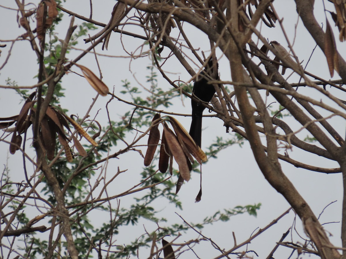 drongo sp. - Haritharan Suppaiah