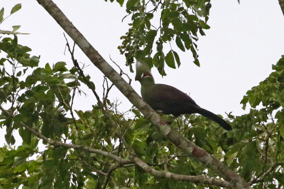 Guinea Turaco (Guinea) - Charley Hesse TROPICAL BIRDING