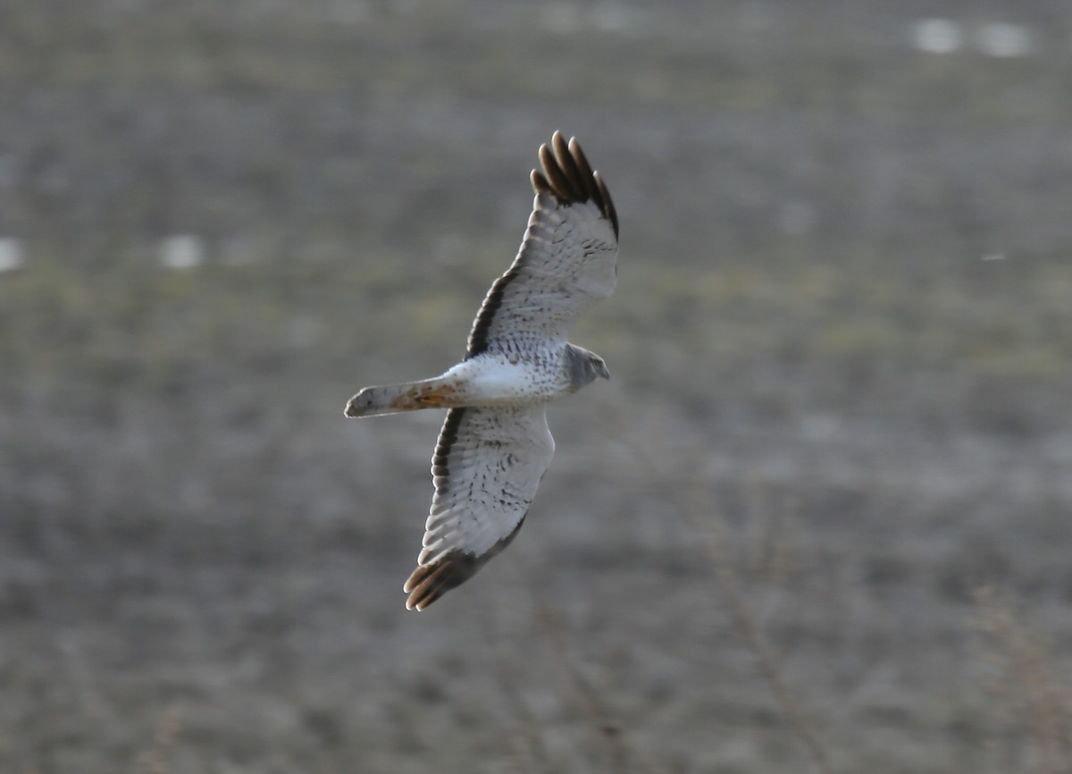 Aguilucho de Hudson - ML44432131