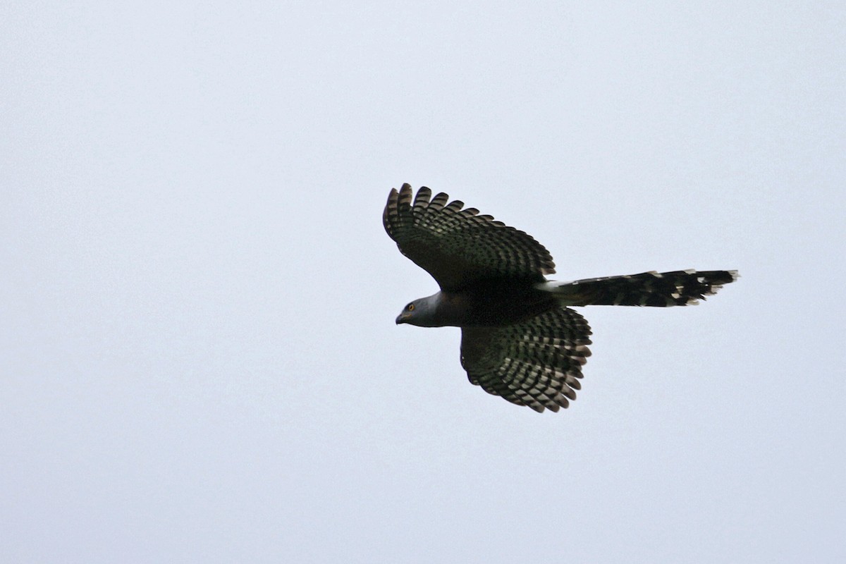 Long-tailed Hawk - ML444321561