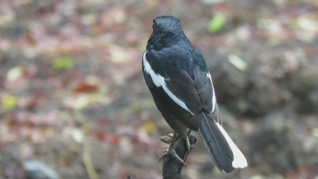 Oriental Magpie-Robin - ML444323281