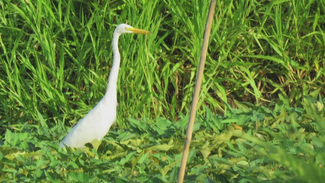 Great Egret - ML444323311