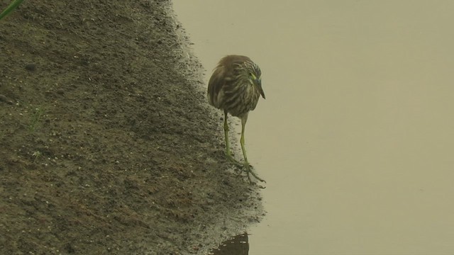 Chinese Pond-Heron - ML444323371