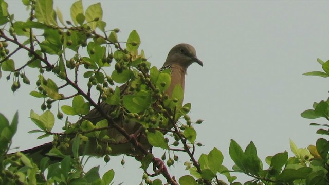Spotted Dove - ML444323571