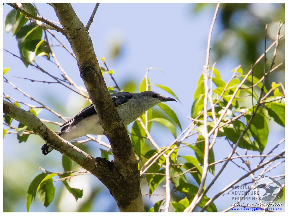 Oruguero Blanquinegro - ML444323831