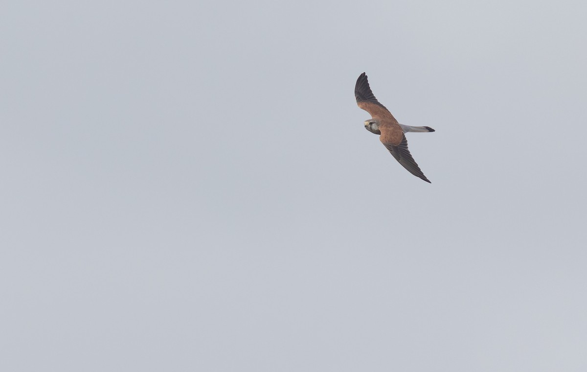 Nankeen Kestrel - Geoff Dennis