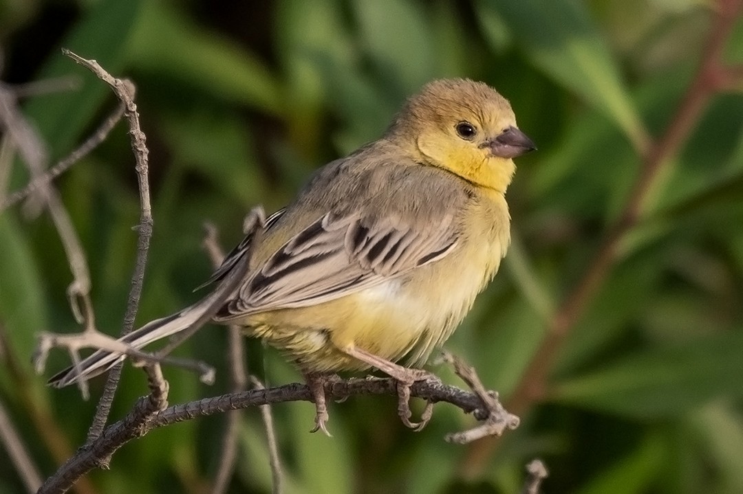 Arabian Golden Sparrow - ML444325421