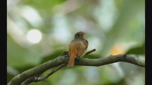 Ruddy-tailed Flycatcher - ML444329911