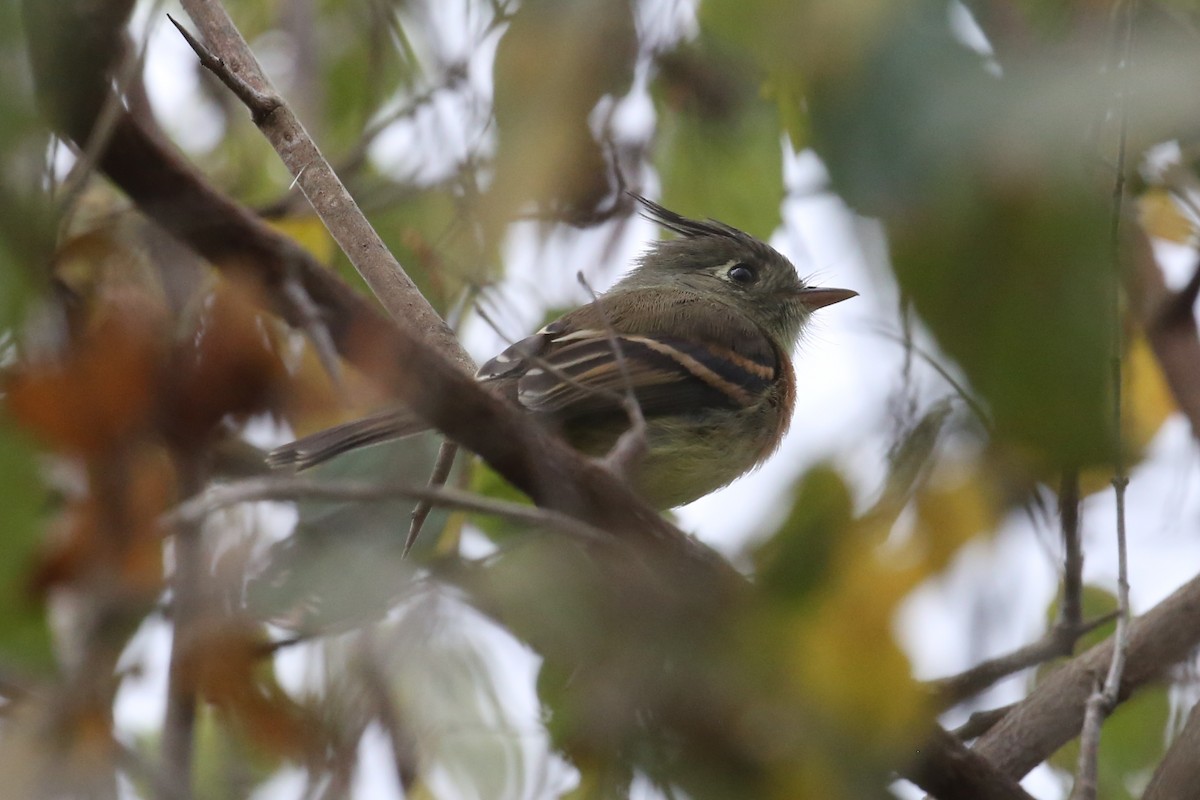 Belted Flycatcher - ML444330071