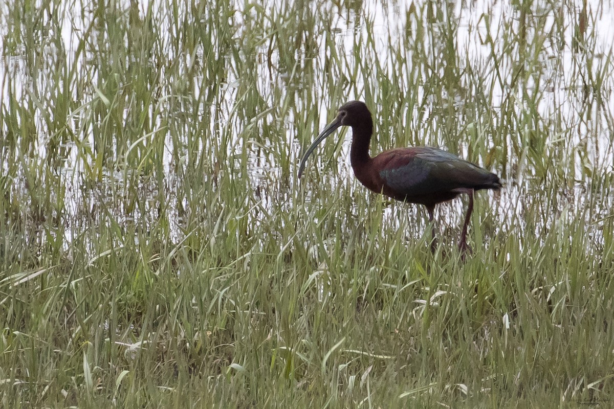 White-faced Ibis - ML444331521