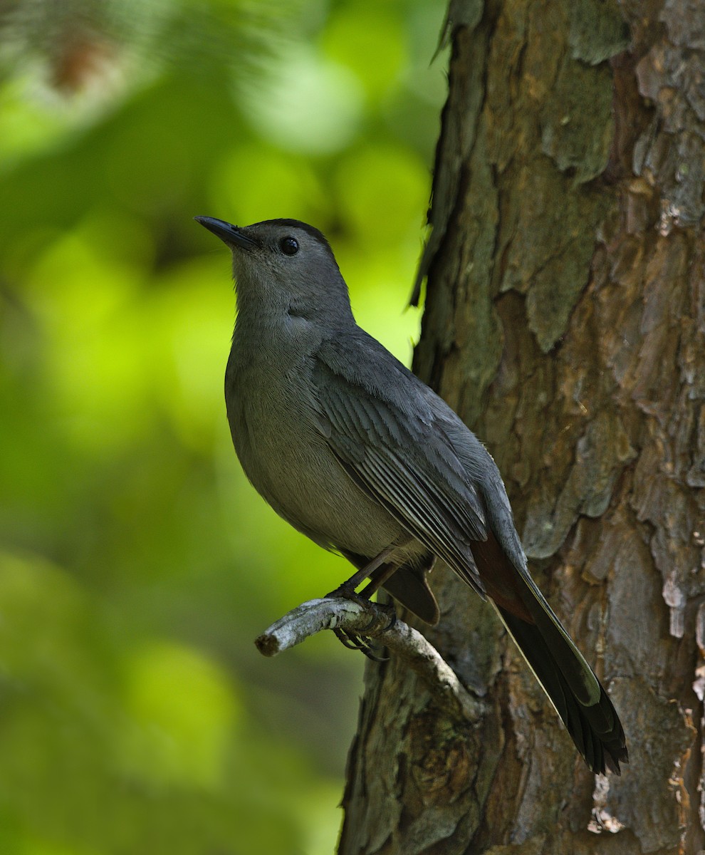 Gray Catbird - ML444331831