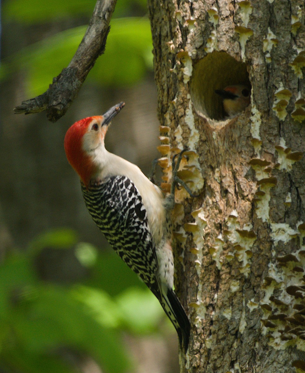 Red-bellied Woodpecker - ML444332281