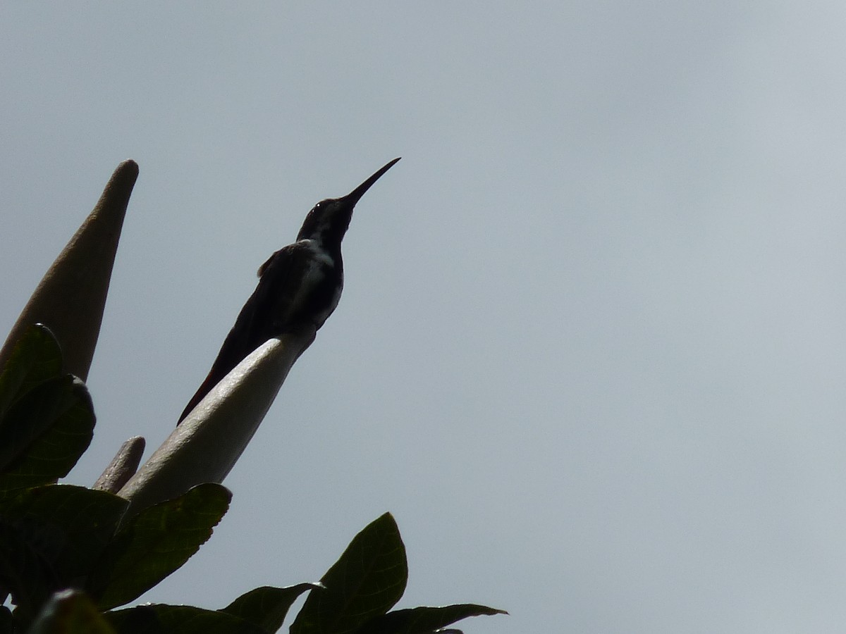 Black-throated Mango - ML444332611