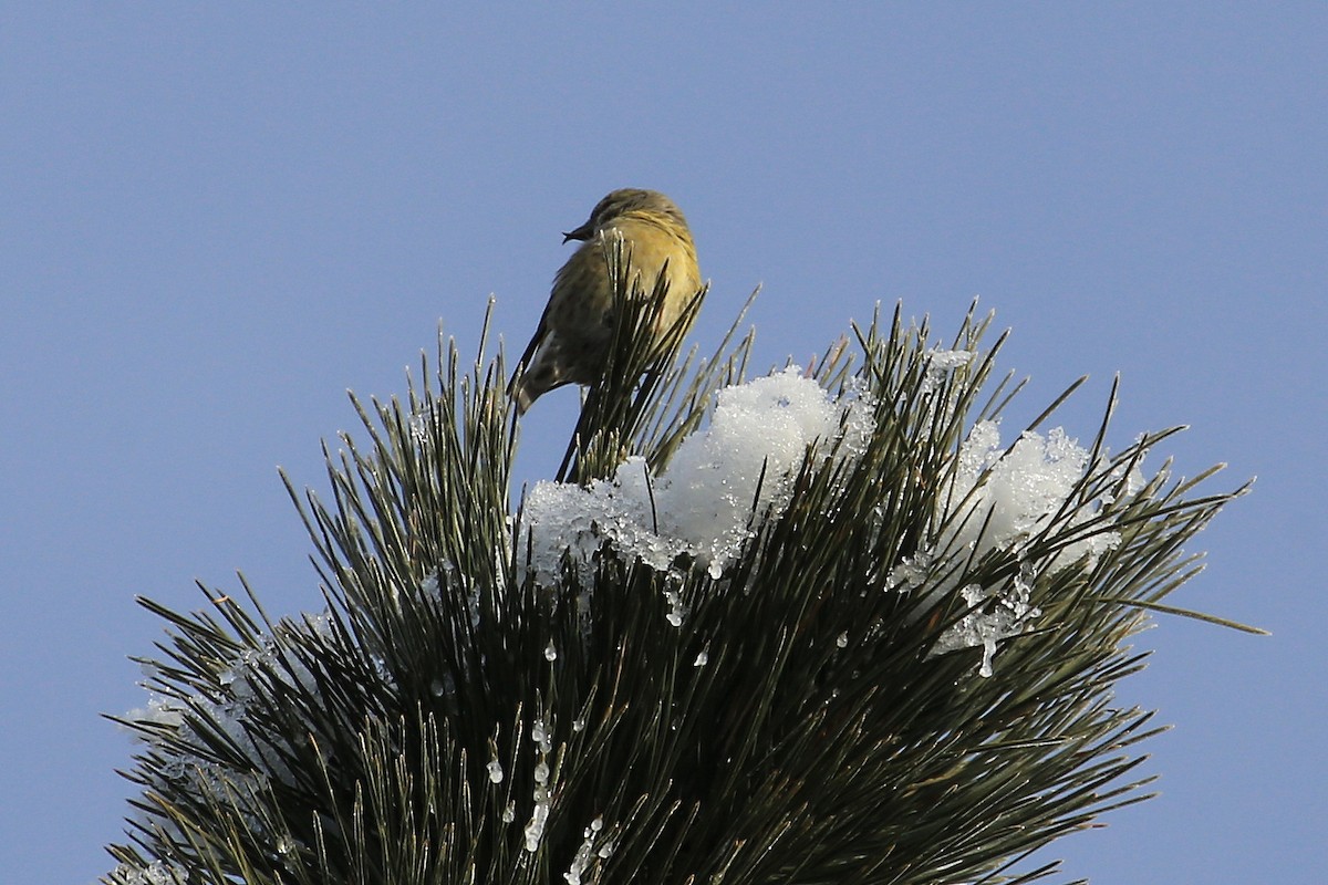 Red Crossbill - ML44433431