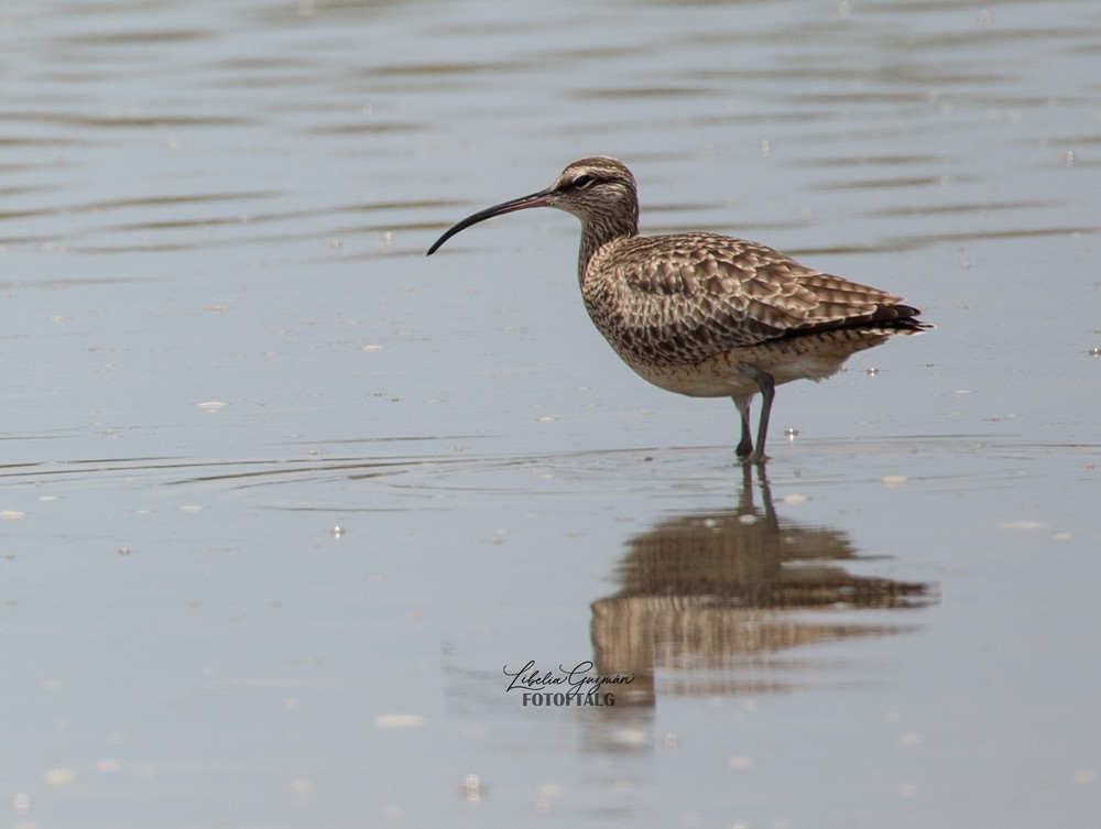 Whimbrel - ML444334471