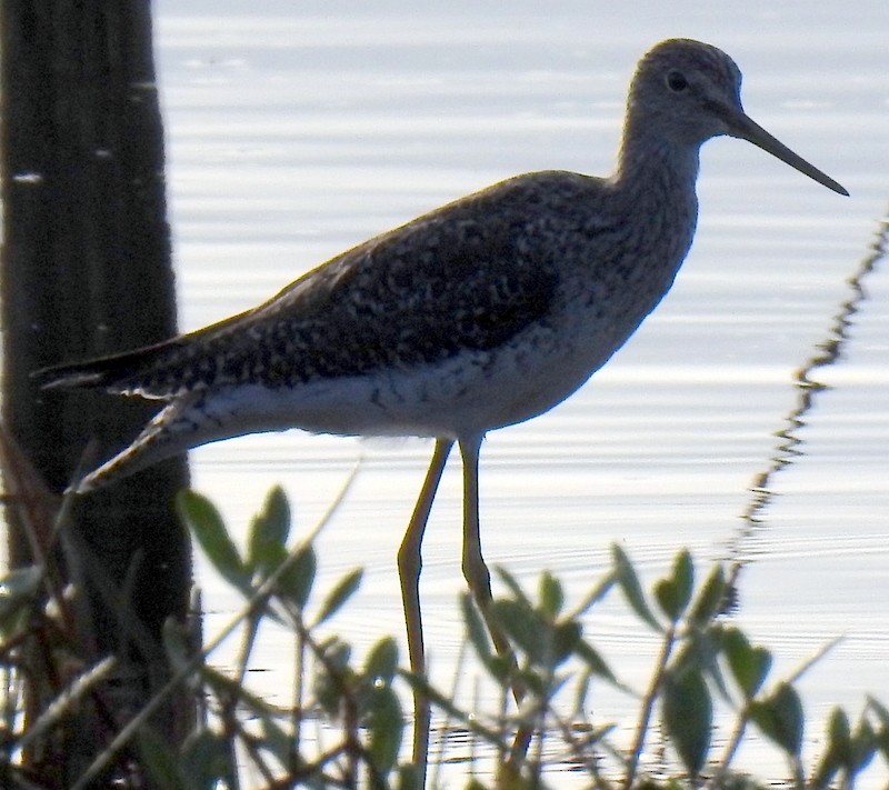 Lesser Yellowlegs - ML444334601