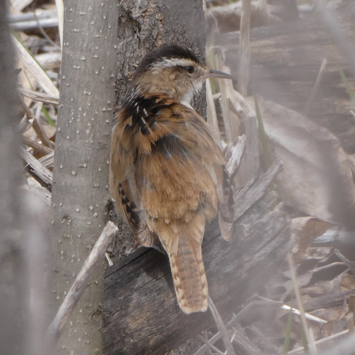 Marsh Wren - ML444336291