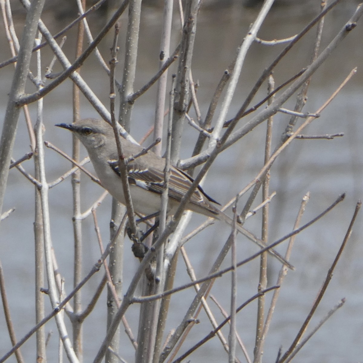 Northern Mockingbird - ML444336321