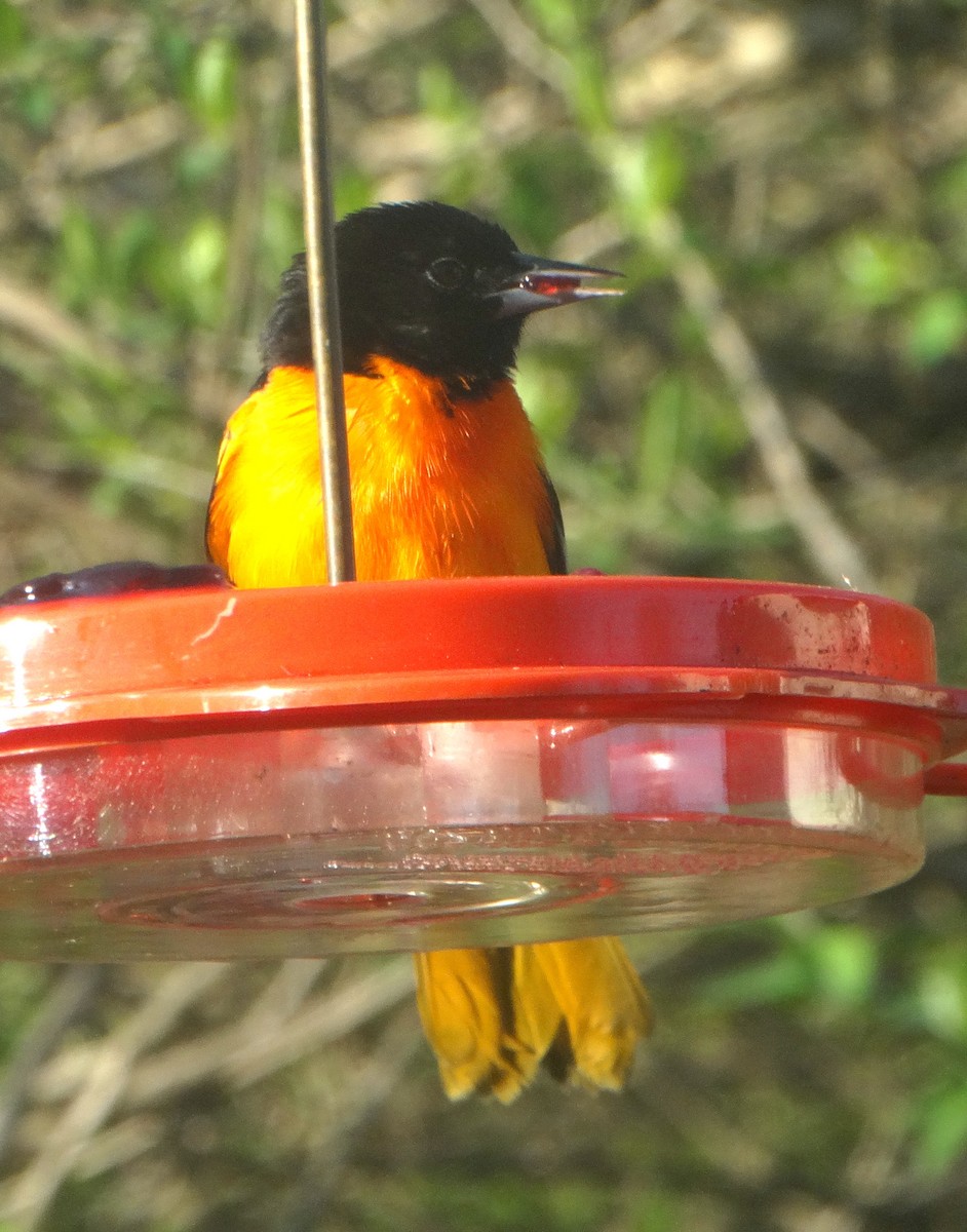 Baltimore Oriole - ML444337001