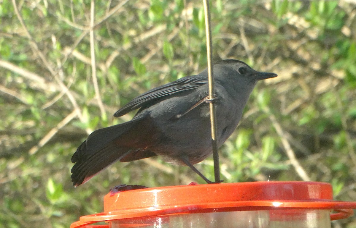 Gray Catbird - ML444337031