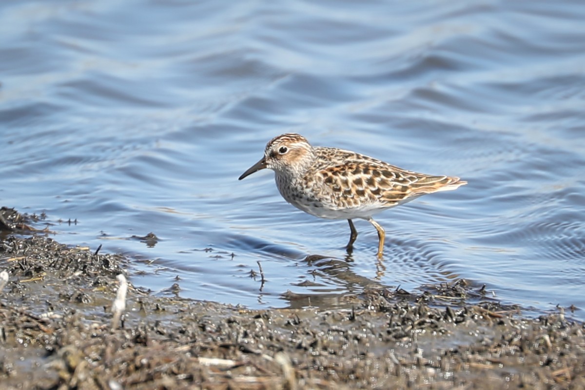 Least Sandpiper - Anne Auclair  Moe