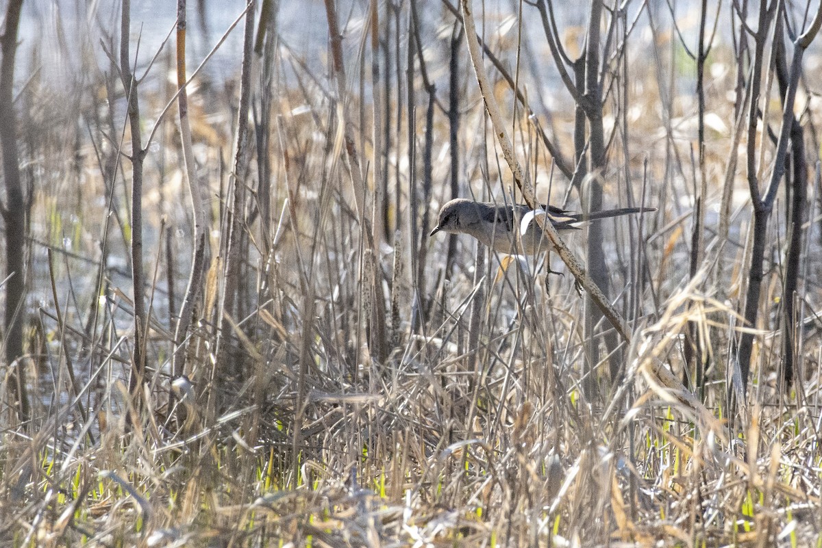 Northern Mockingbird - ML444341721