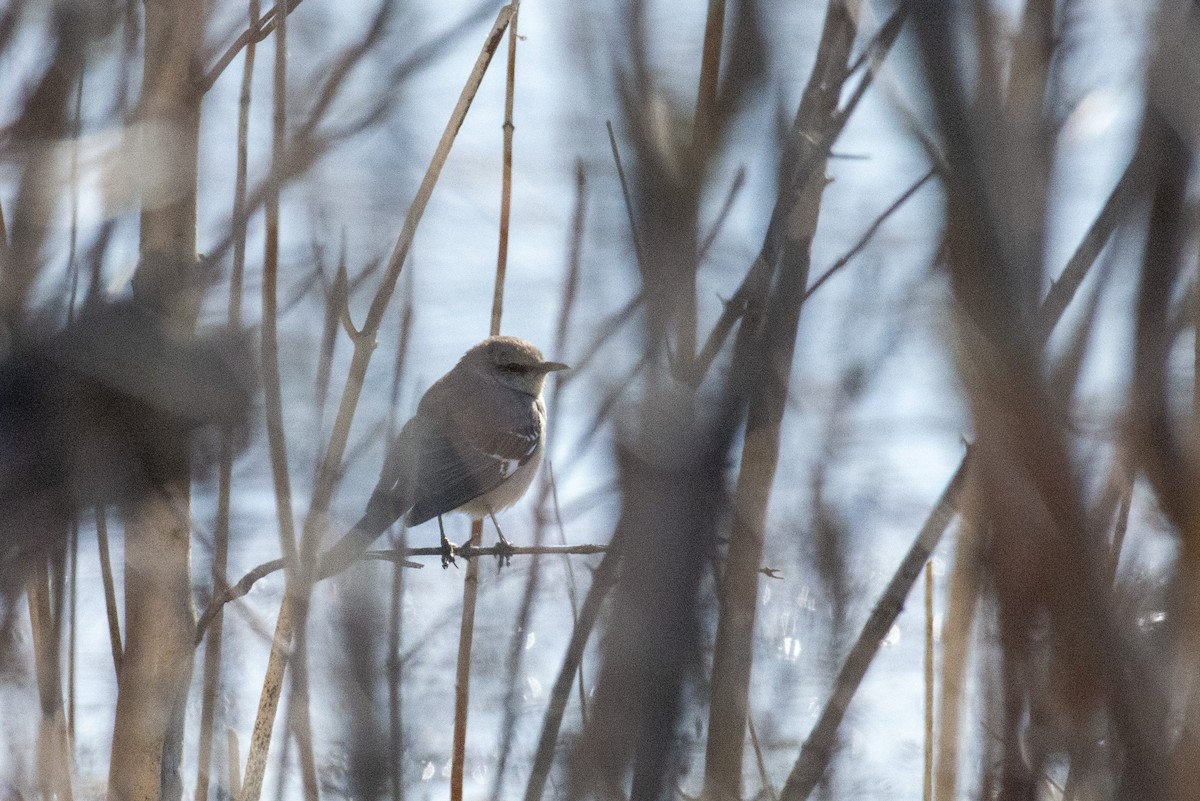 Northern Mockingbird - ML444341731