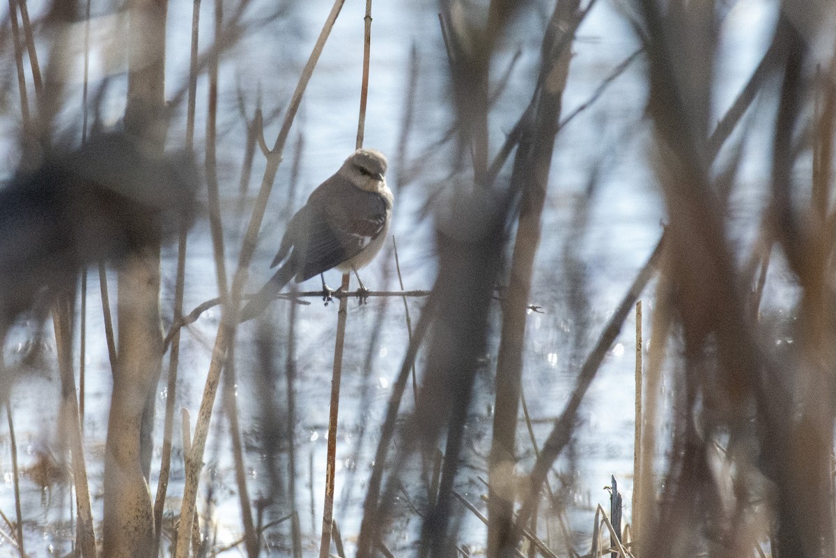 Northern Mockingbird - ML444341741