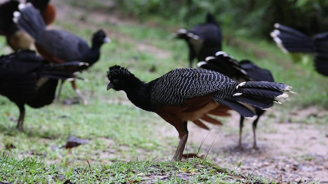 Blue-billed Curassow - ML444342111