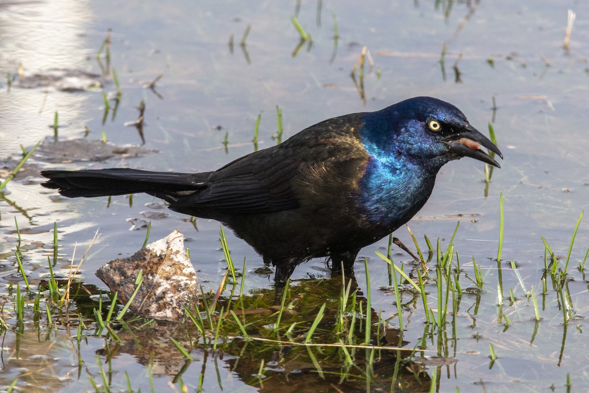 Common Grackle - ML444342321