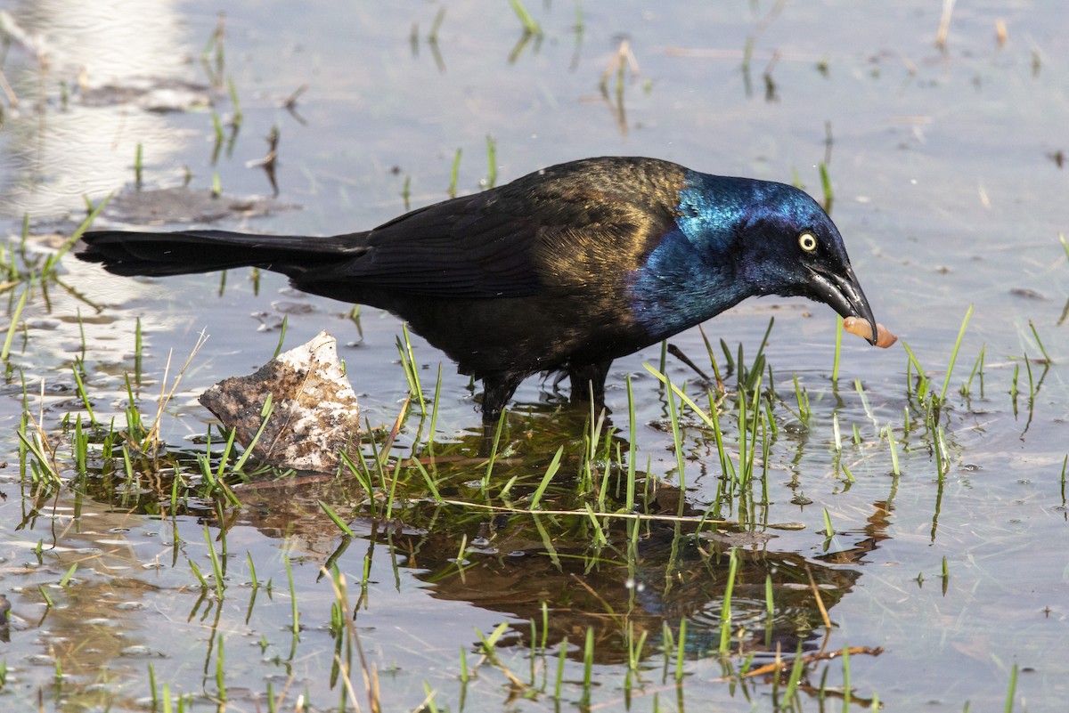 Common Grackle - ML444342351