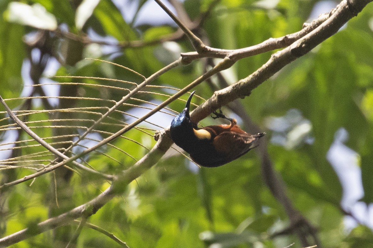 Buff-throated Sunbird - ML444343261