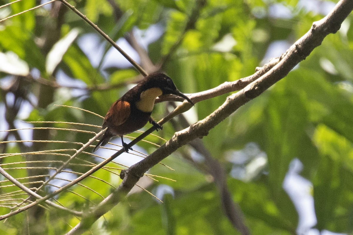 Buff-throated Sunbird - ML444343271