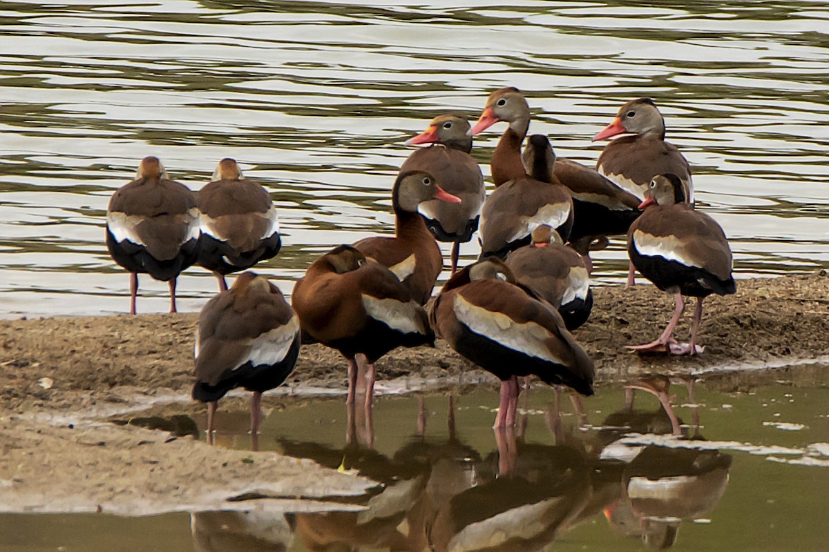 Black-bellied Whistling-Duck - ML444343391