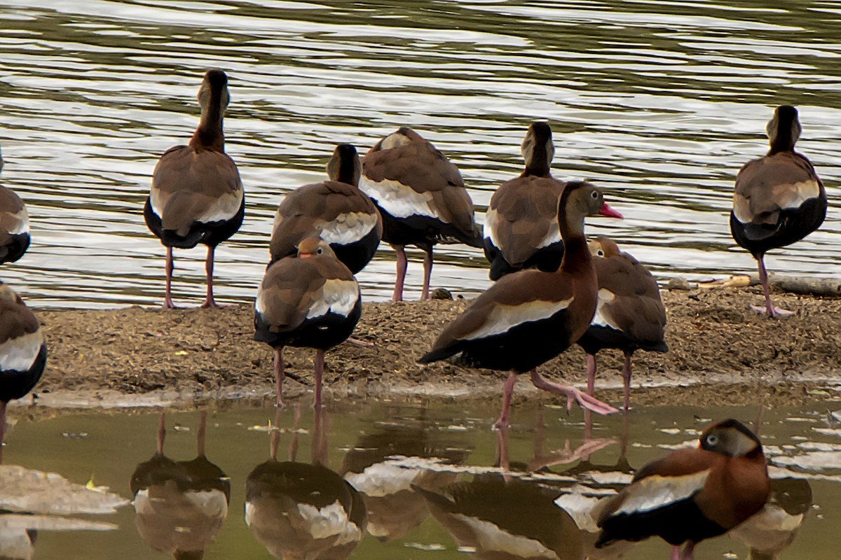 Black-bellied Whistling-Duck - ML444343401