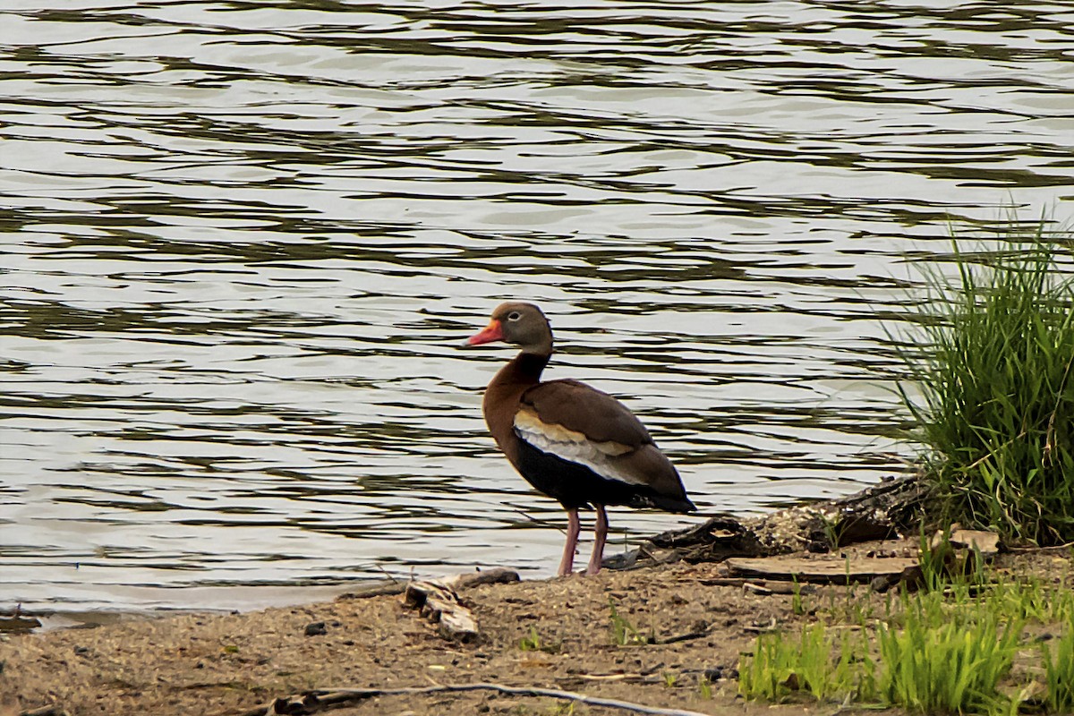 Black-bellied Whistling-Duck - ML444343411