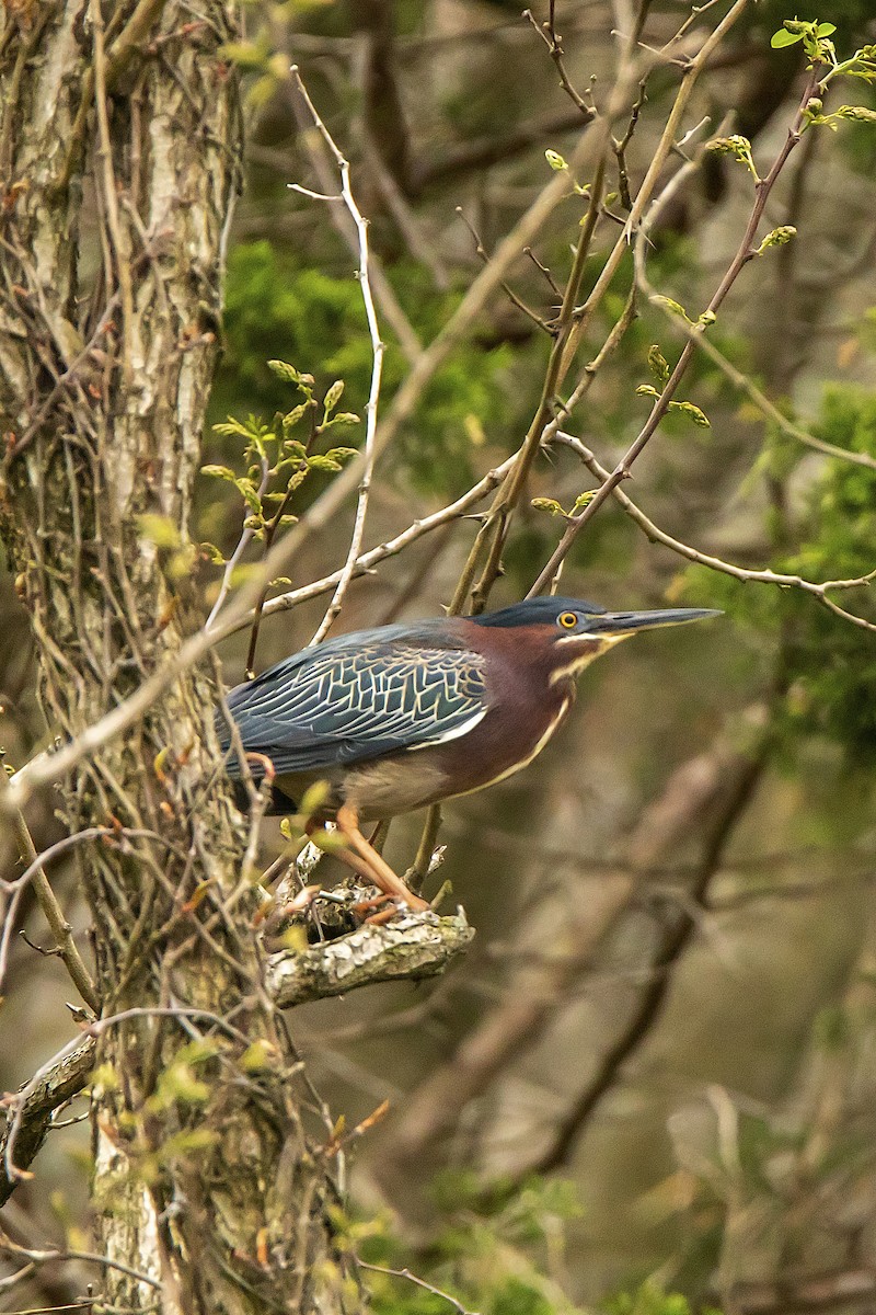 Green Heron - ML444343461