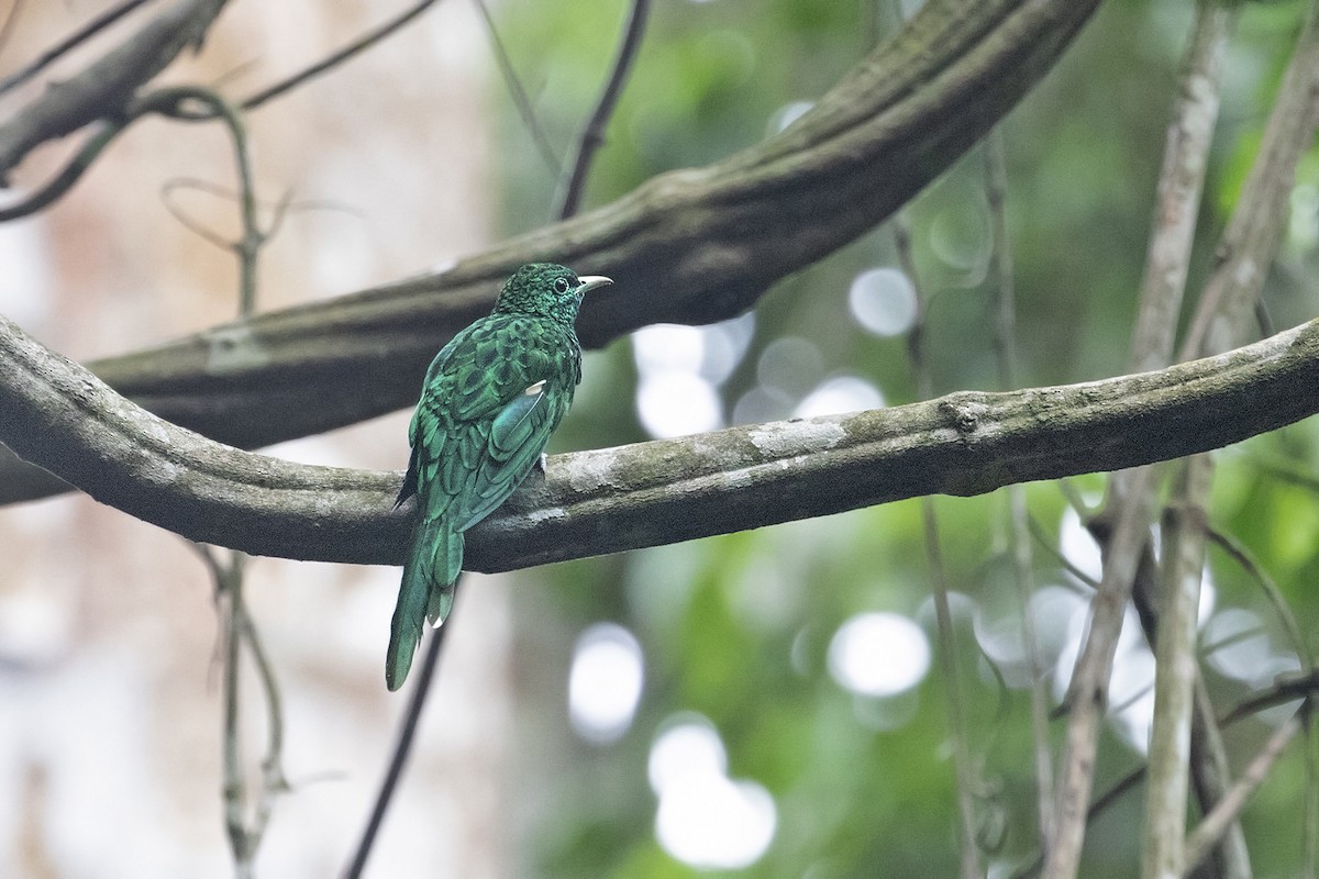African Emerald Cuckoo - ML444345891