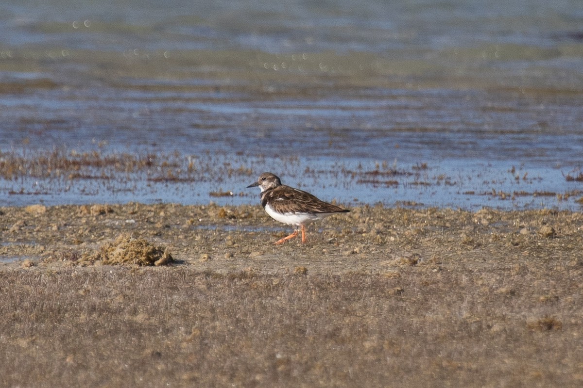 Ruddy Turnstone - Anastasia Besfamilnaya