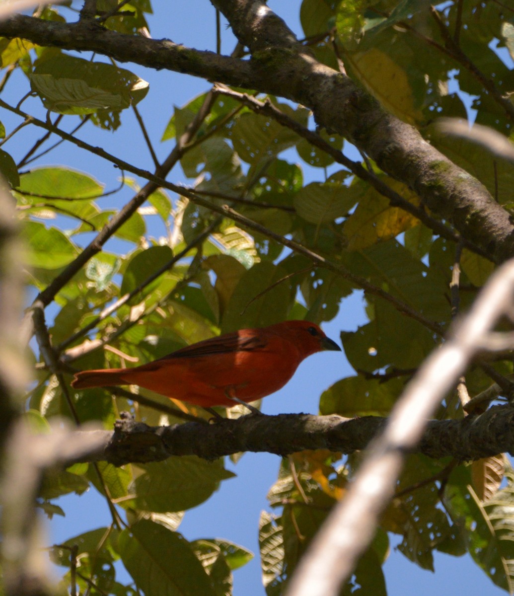 blodpiranga (flava gr.) (skarlagenpiranga) - ML444347051