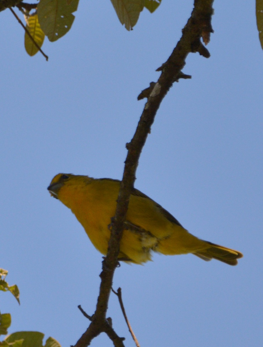 blodpiranga (flava gr.) (skarlagenpiranga) - ML444347141