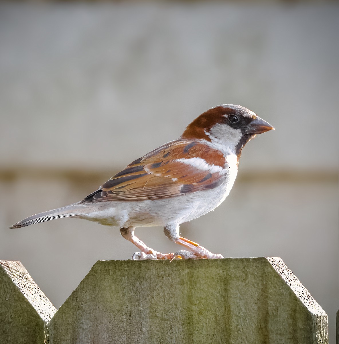 House Sparrow - ML444347311