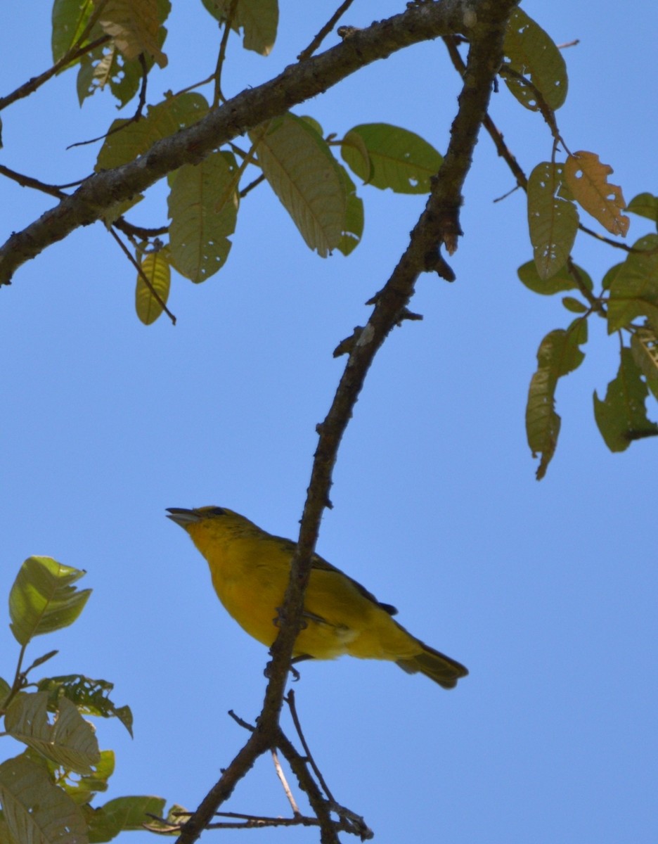 blodpiranga (flava gr.) (skarlagenpiranga) - ML444347411
