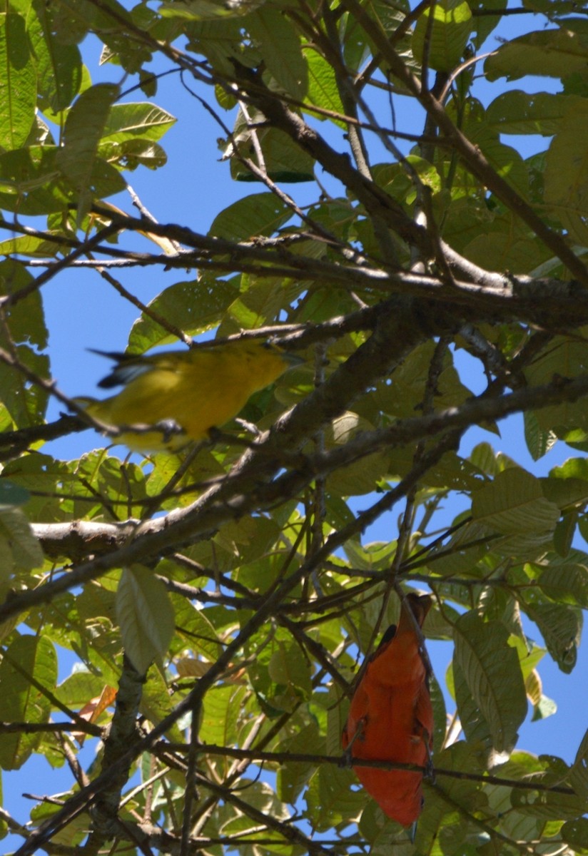 blodpiranga (flava gr.) (skarlagenpiranga) - ML444347651