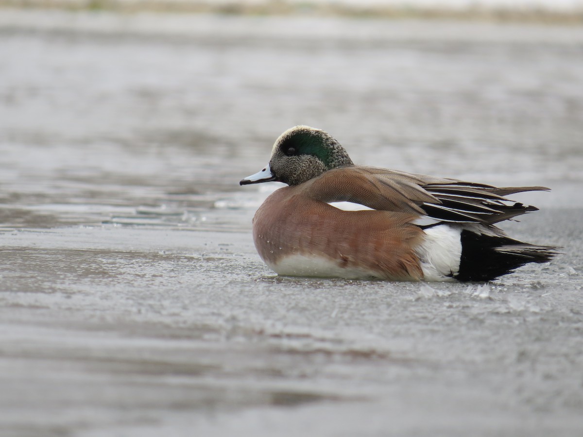 American Wigeon - Ian Hearn